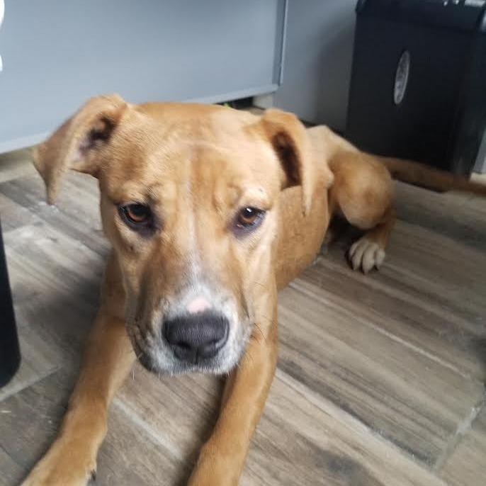 Ashley, a Adoptable Mixed Breed in Henderson, KY image 4/4