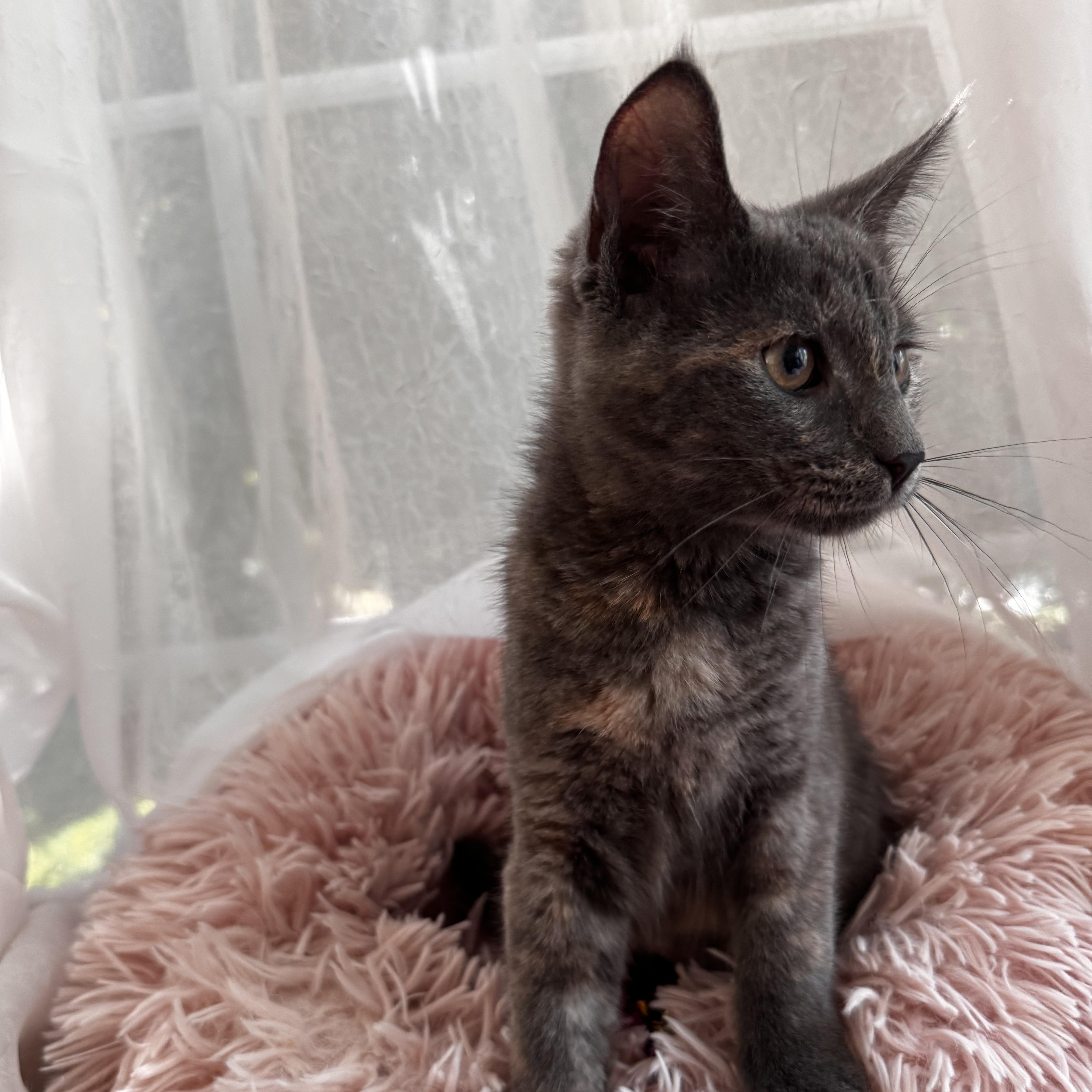 DORIS, a ADOPTABLE Domestic Short Hair in East Greenwich, RI image 2/6