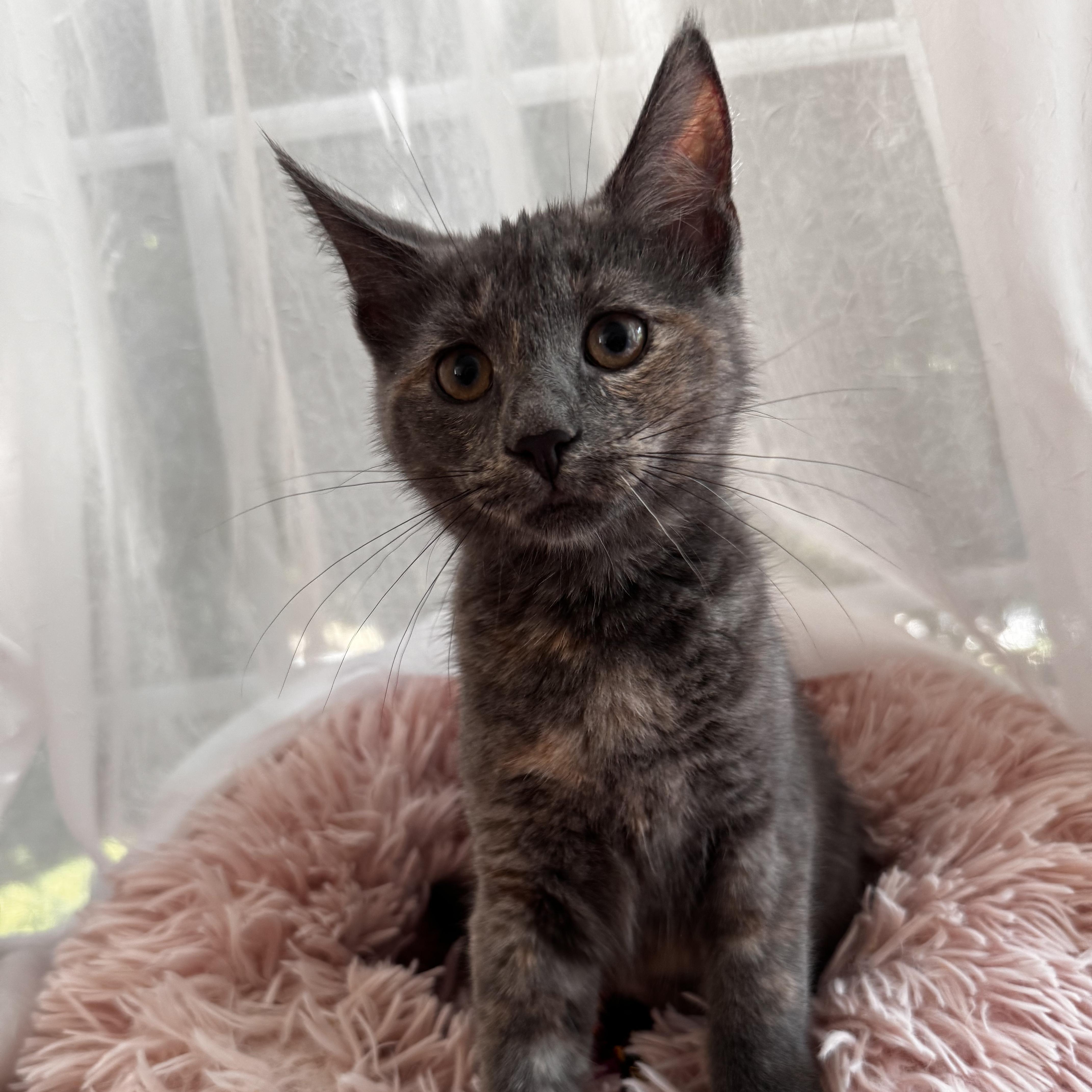 DORIS, ADOPTABLE, Kitten Female Domestic Short Hair.