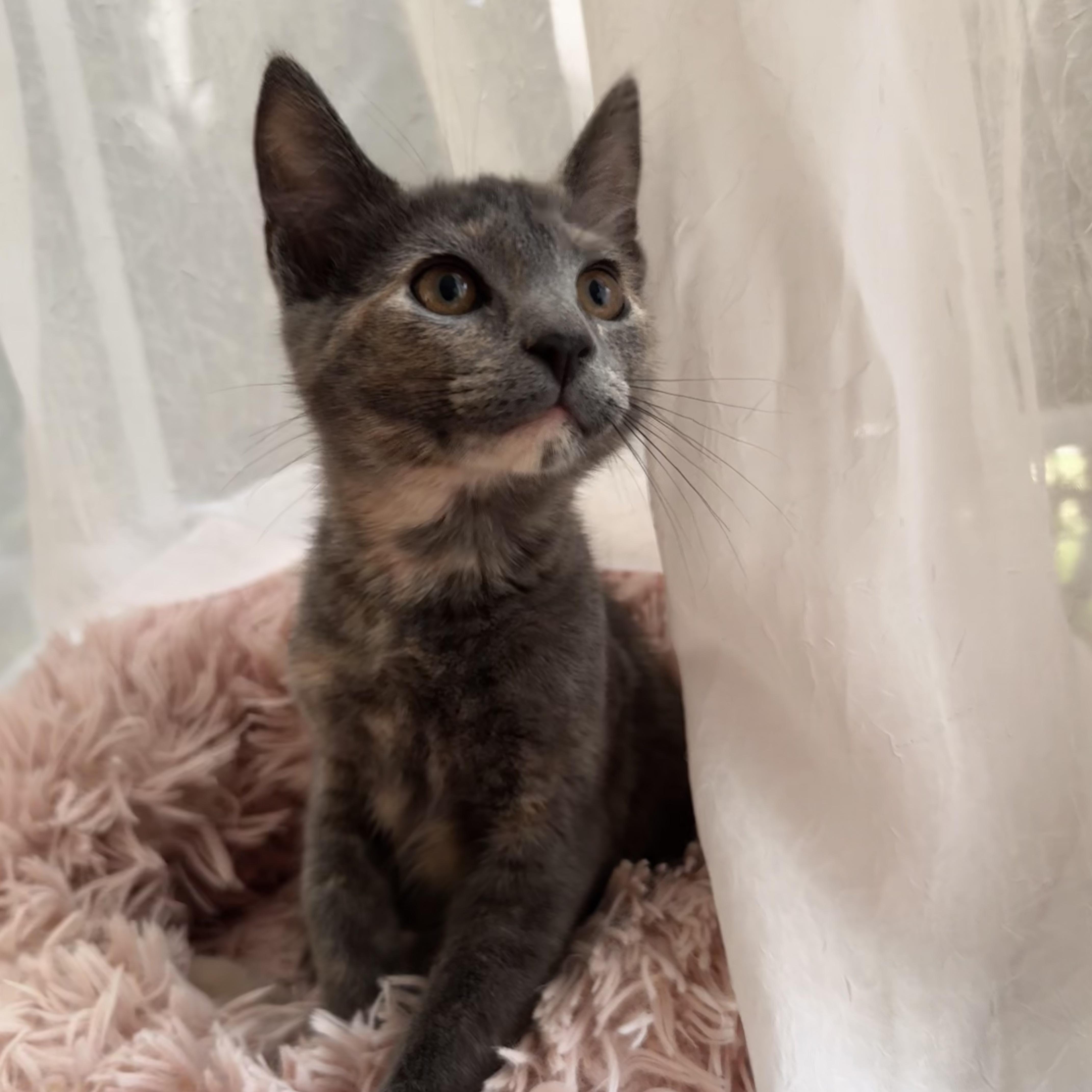 DORIS, a ADOPTABLE Domestic Short Hair in East Greenwich, RI image 6/6