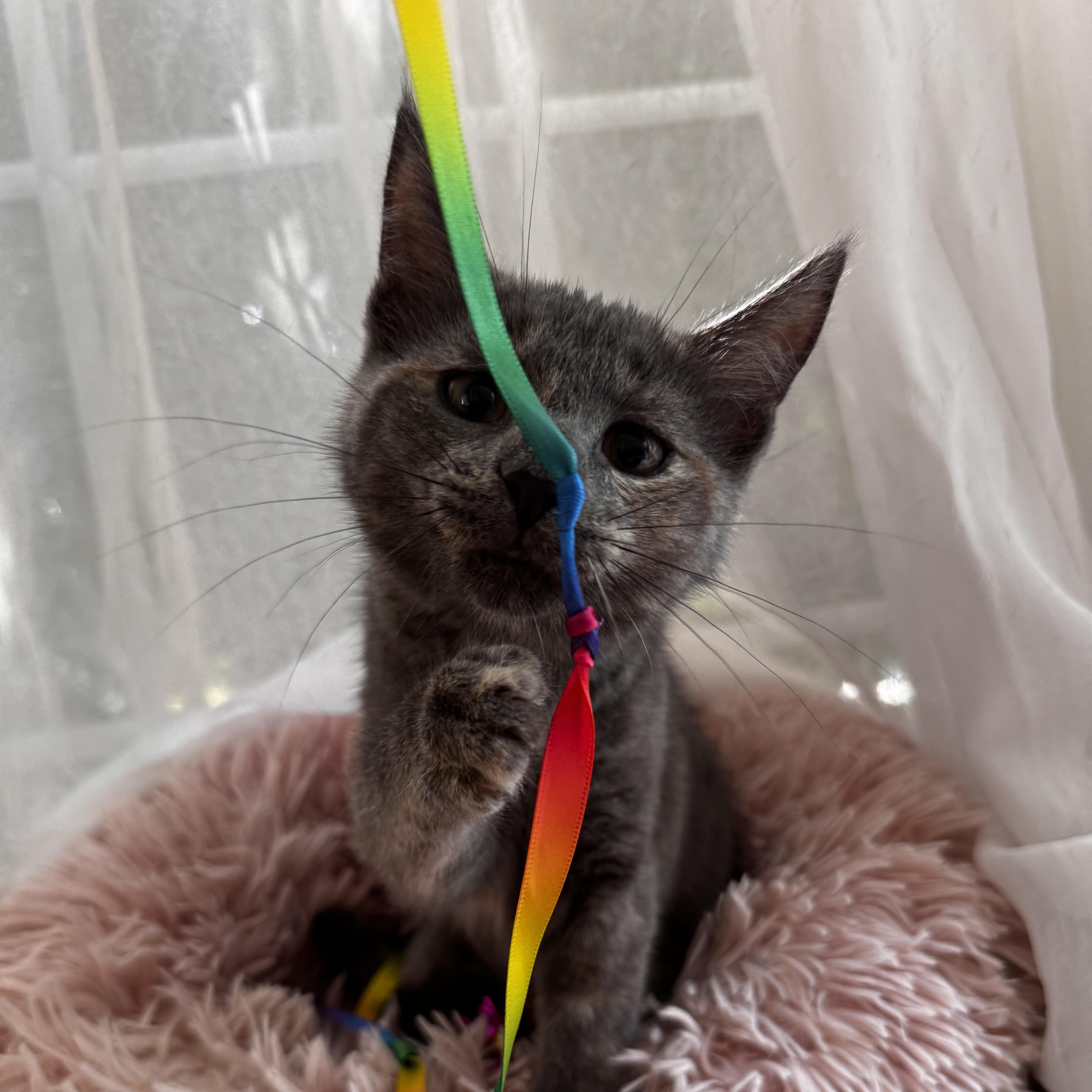 DORIS, a ADOPTABLE Domestic Short Hair in East Greenwich, RI image 5/6
