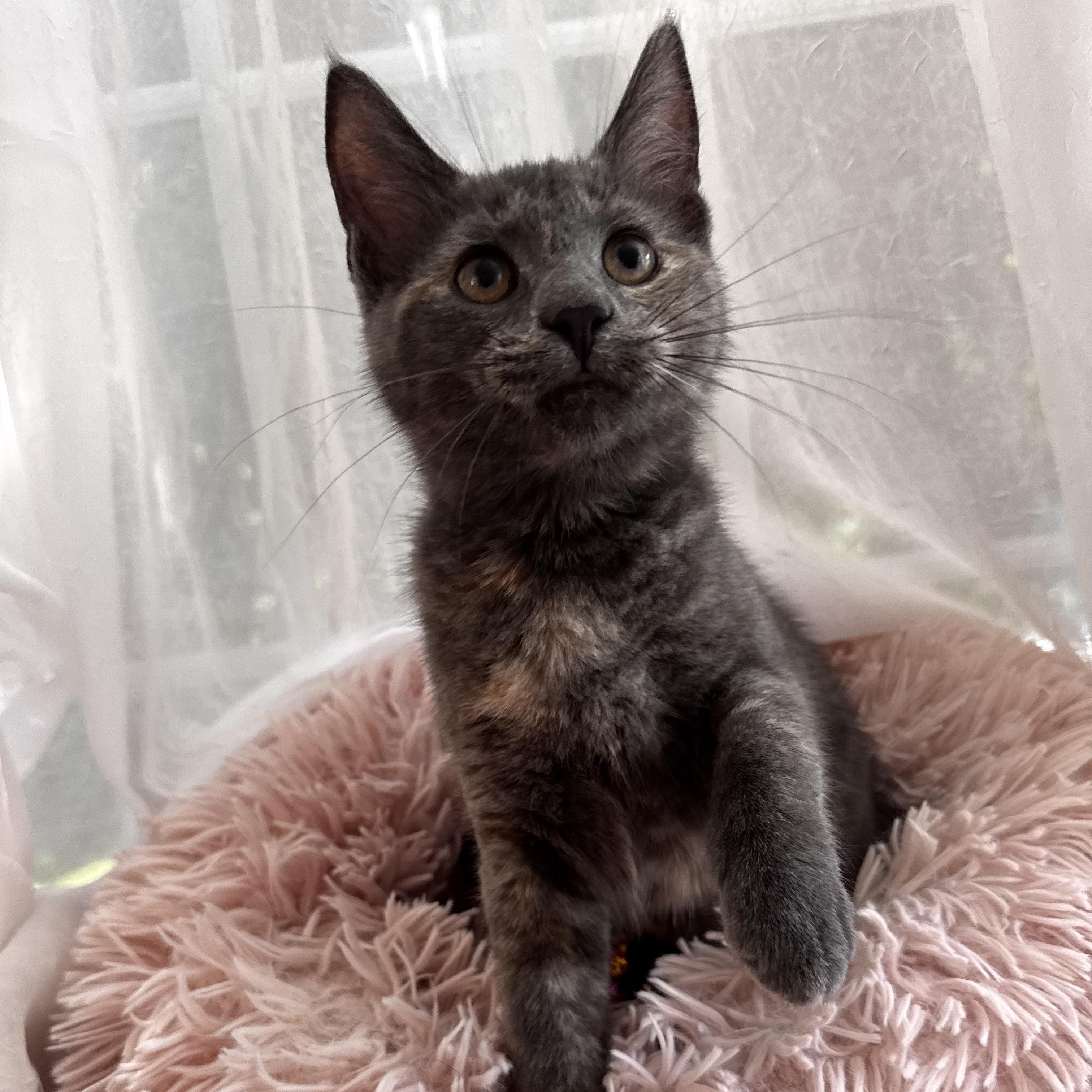 DORIS, a ADOPTABLE Domestic Short Hair in East Greenwich, RI image 3/6