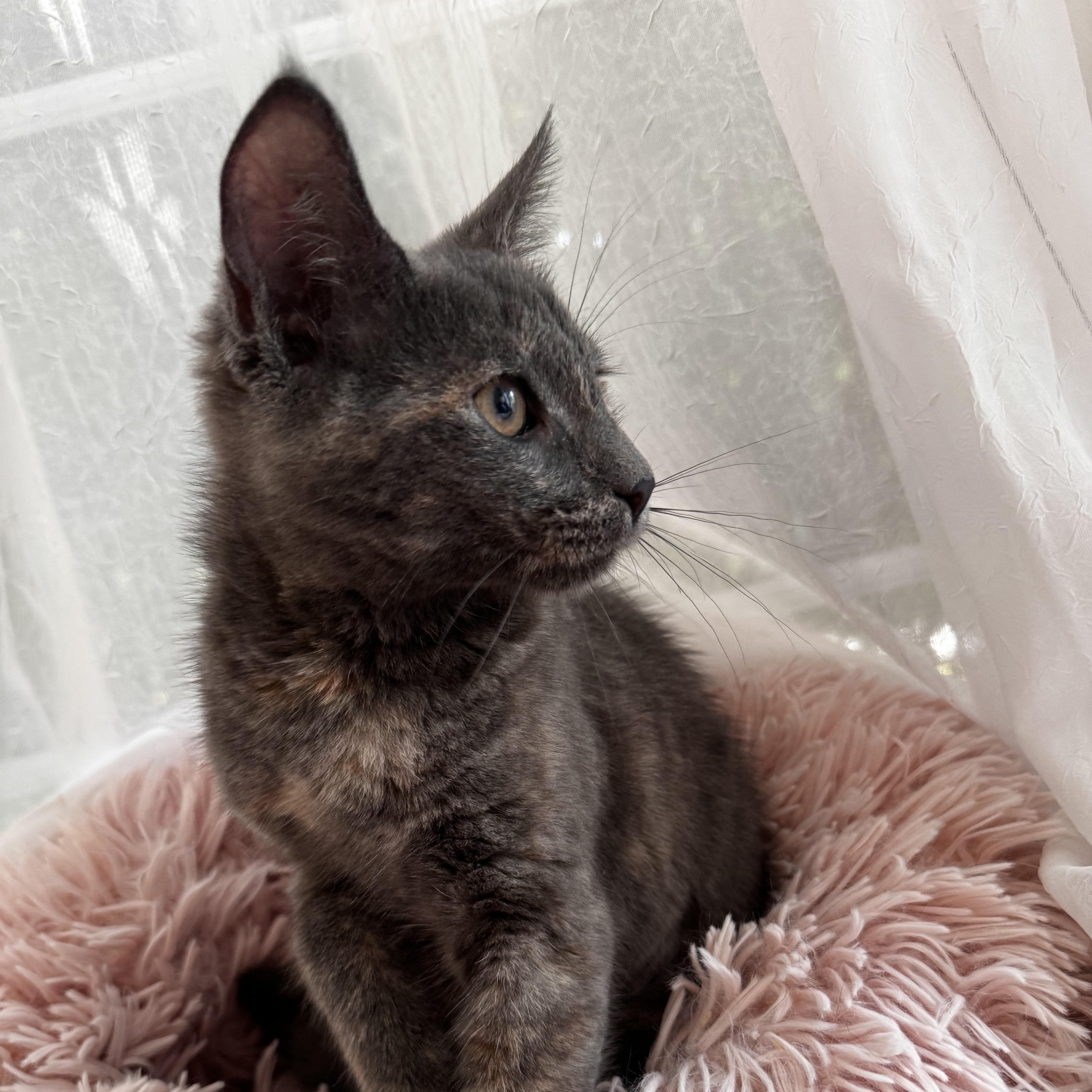 DORIS, a ADOPTABLE Domestic Short Hair in East Greenwich, RI image 4/6