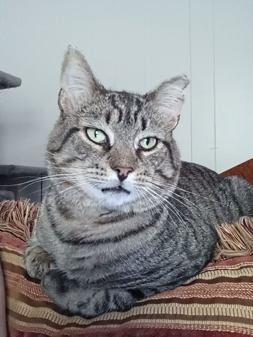 Juice, a Adoptable Domestic Short Hair in Nanticoke, PA image 1/6