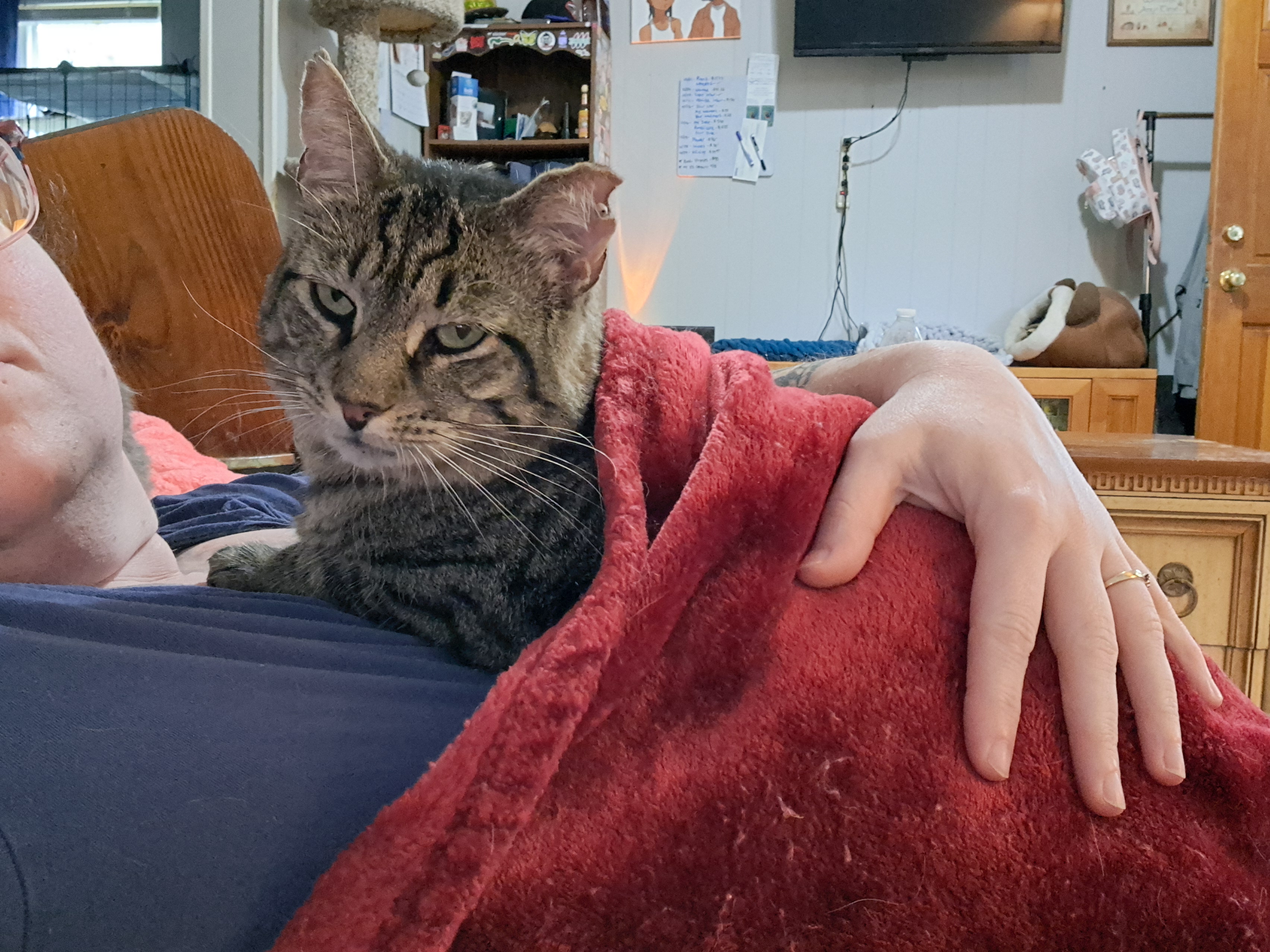 Juice, a Adoptable Domestic Short Hair in Nanticoke, PA image 2/6