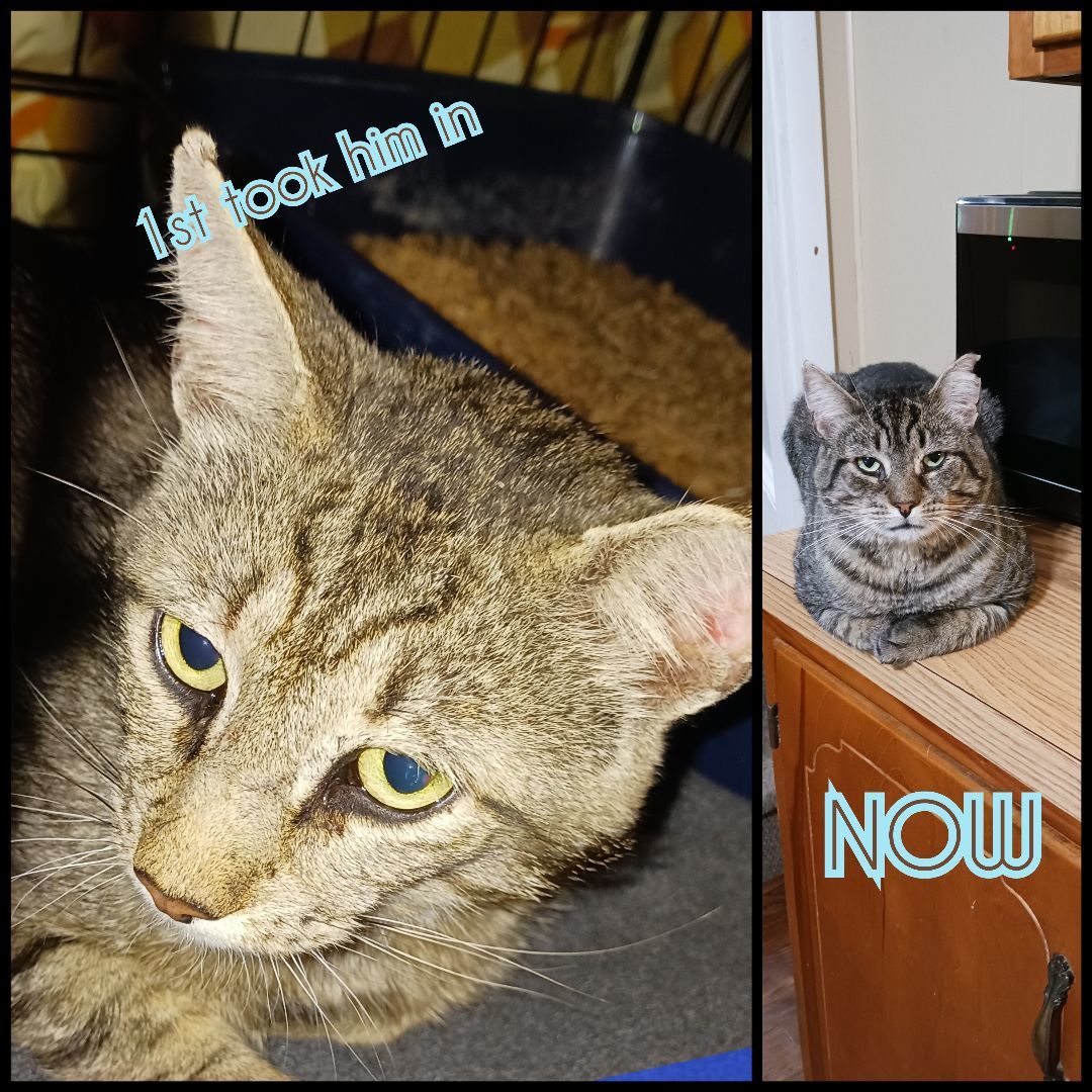 Juice, a Adoptable Domestic Short Hair in Nanticoke, PA image 3/6