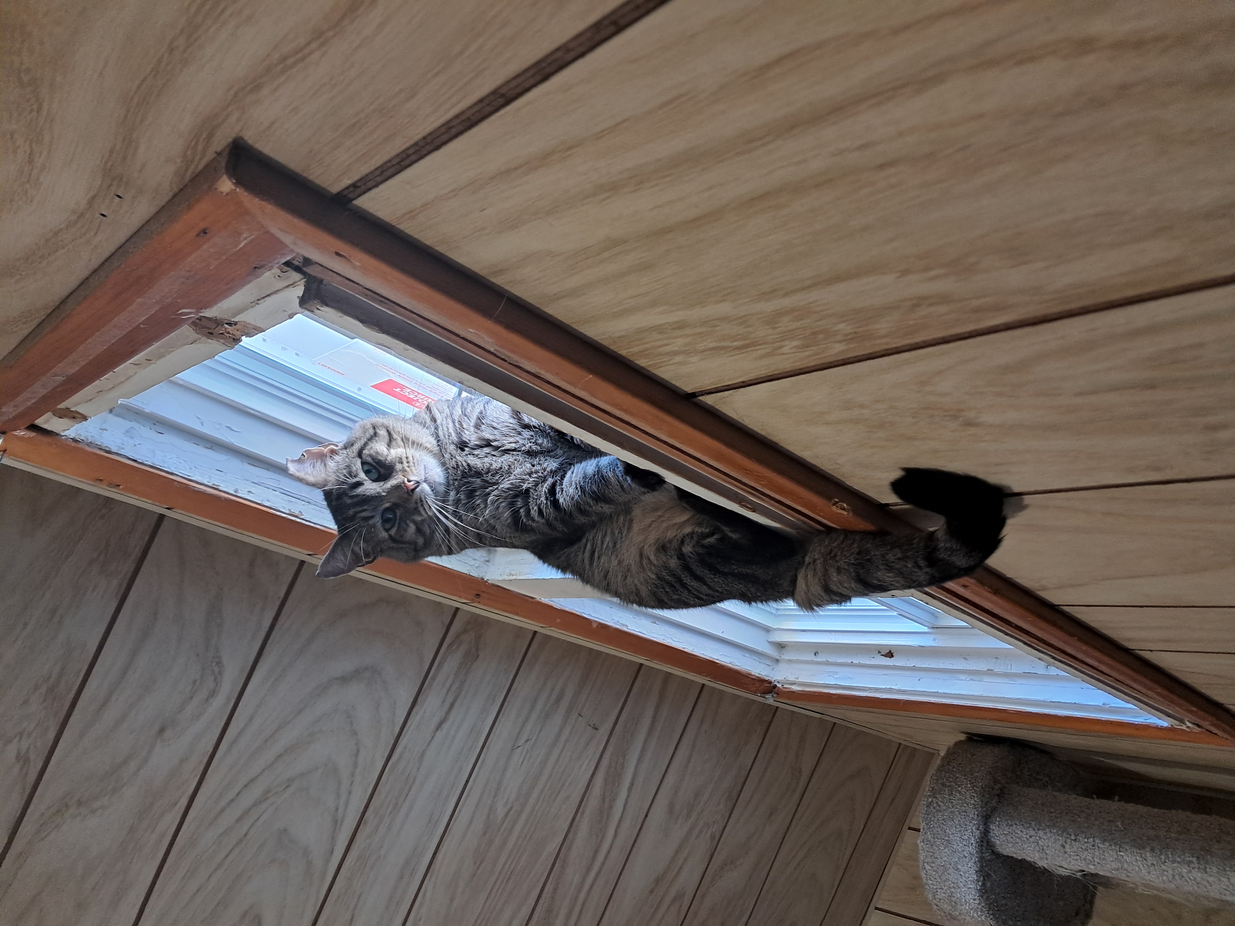 Juice, a Adoptable Domestic Short Hair in Nanticoke, PA image 6/6