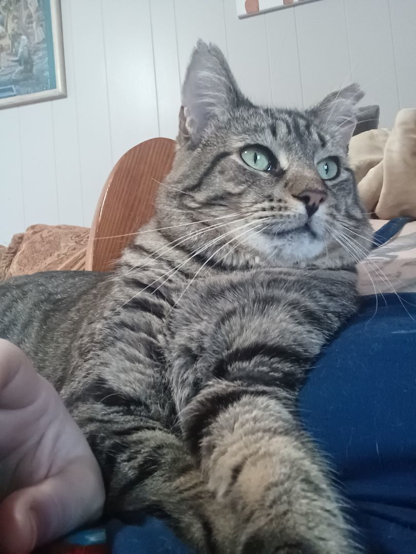 Juice, a Adoptable Domestic Short Hair in Nanticoke, PA image 4/6