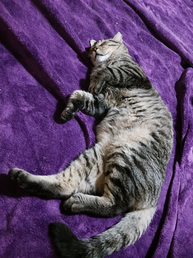 Juice, a Adoptable Domestic Short Hair in Nanticoke, PA image 5/6