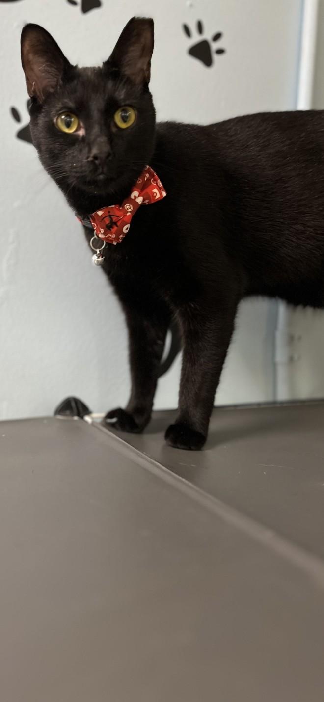 Enlarge James Bond 007, a Adoptable Domestic Short Hair in Panama City Beach, FL image 2/2