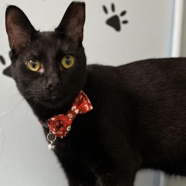 Enlarge James Bond 007, a Adoptable Domestic Short Hair in Panama City Beach, FL image 1/2