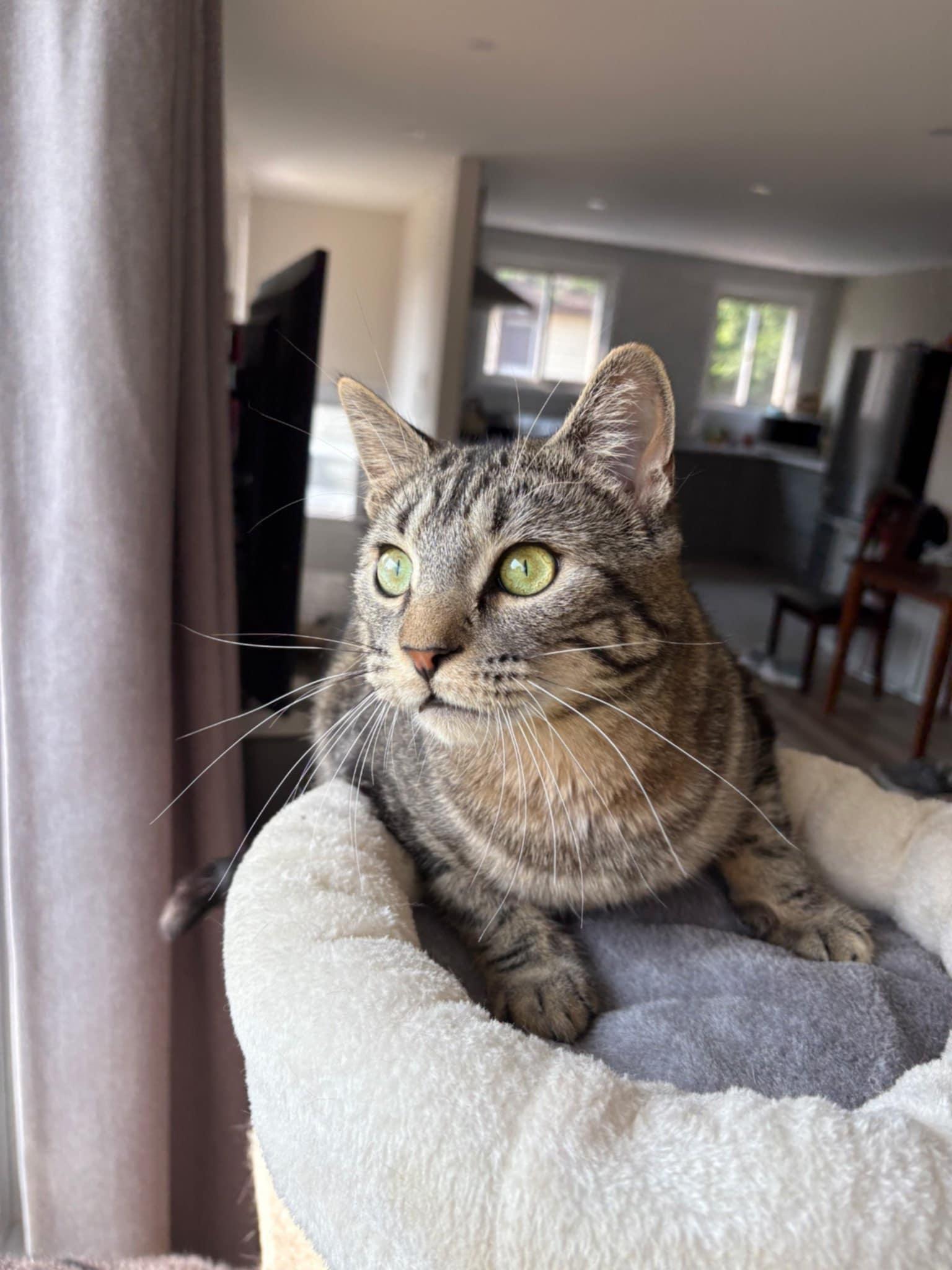 Chou Chou and Sasha, a Adoptable Domestic Short Hair in Fonthill, ON image 2/6