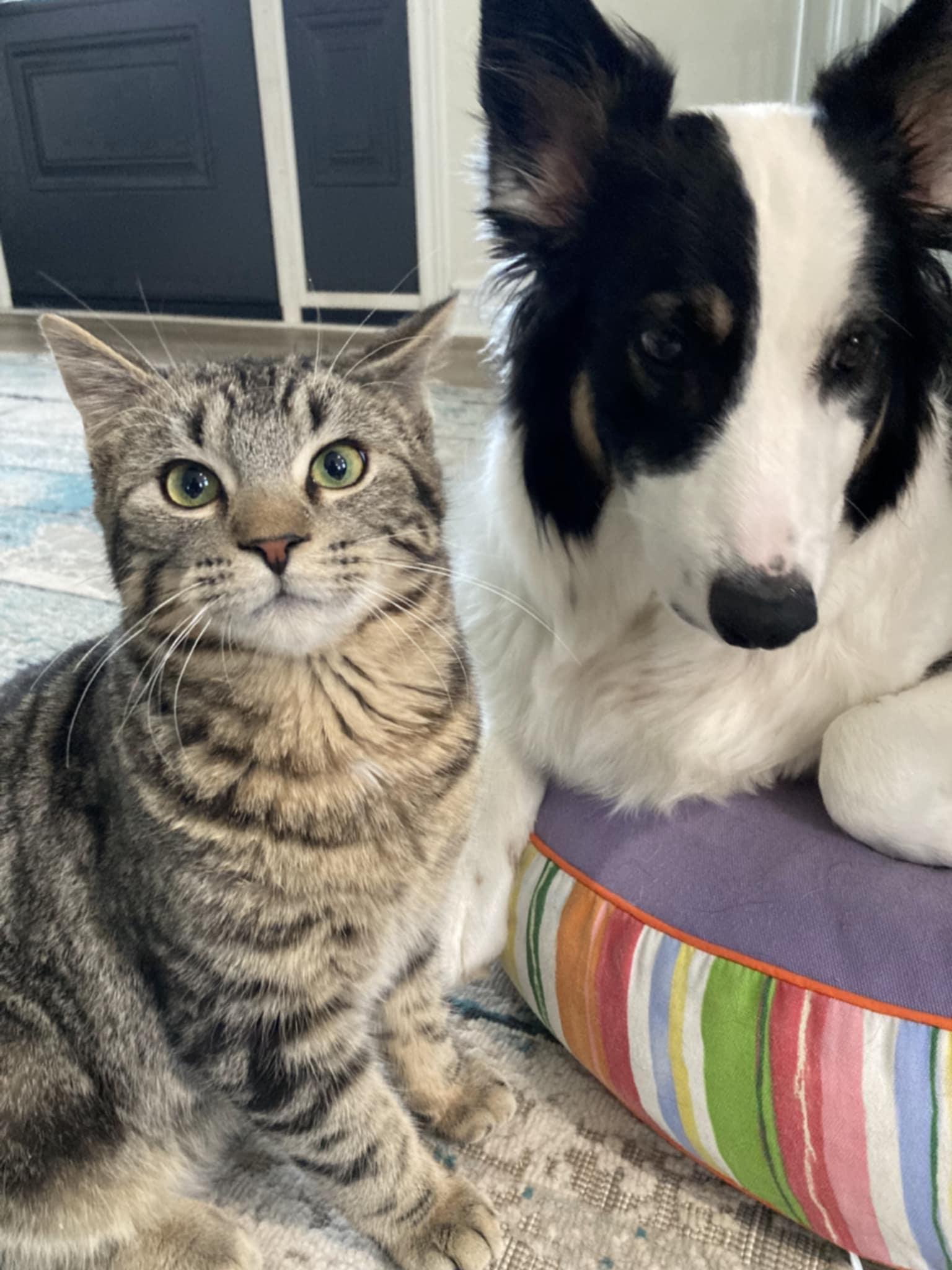 Chou Chou and Sasha, a Adoptable Domestic Short Hair in Fonthill, ON image 3/6