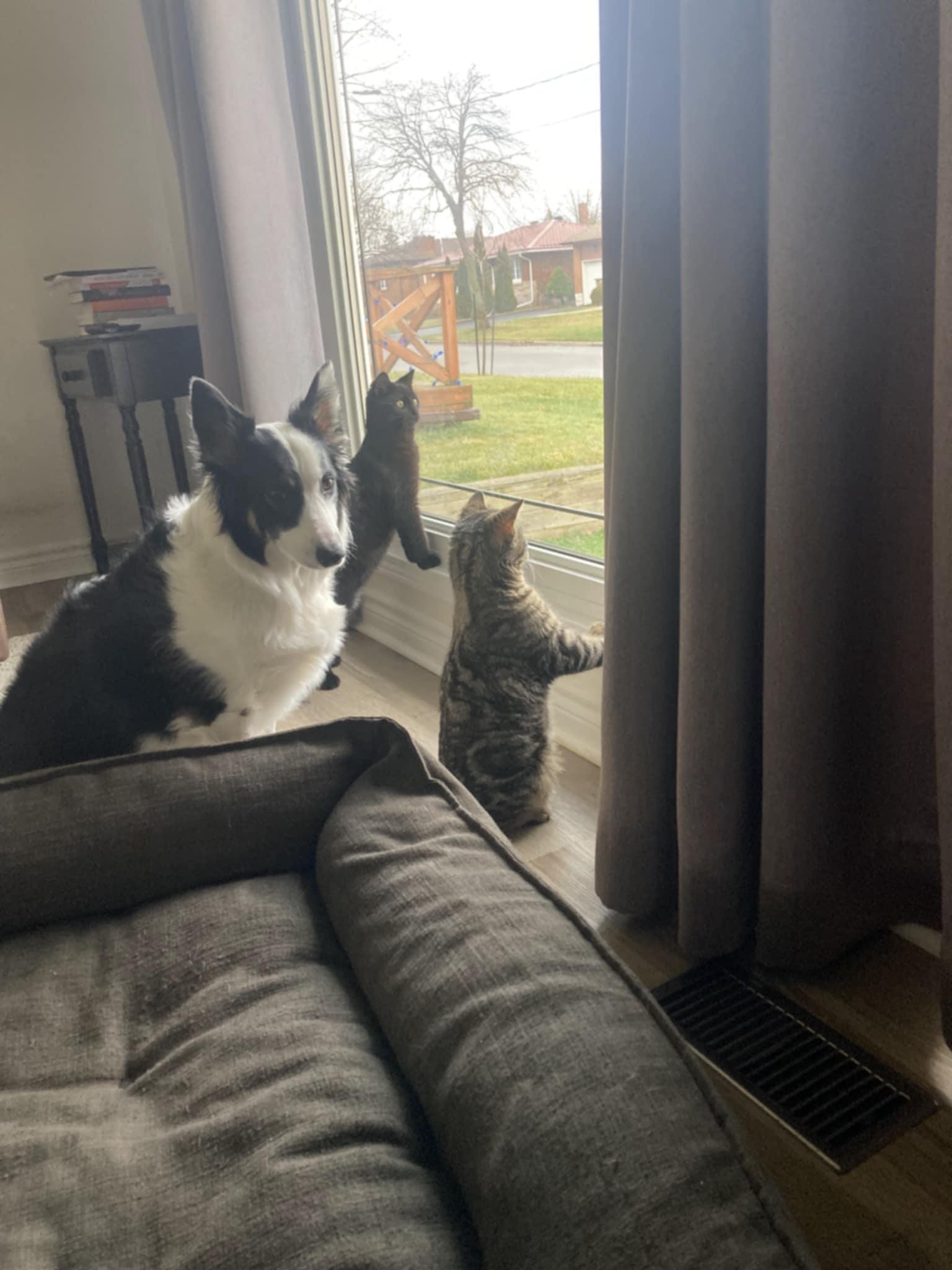 Chou Chou and Sasha, a Adoptable Domestic Short Hair in Fonthill, ON image 4/6