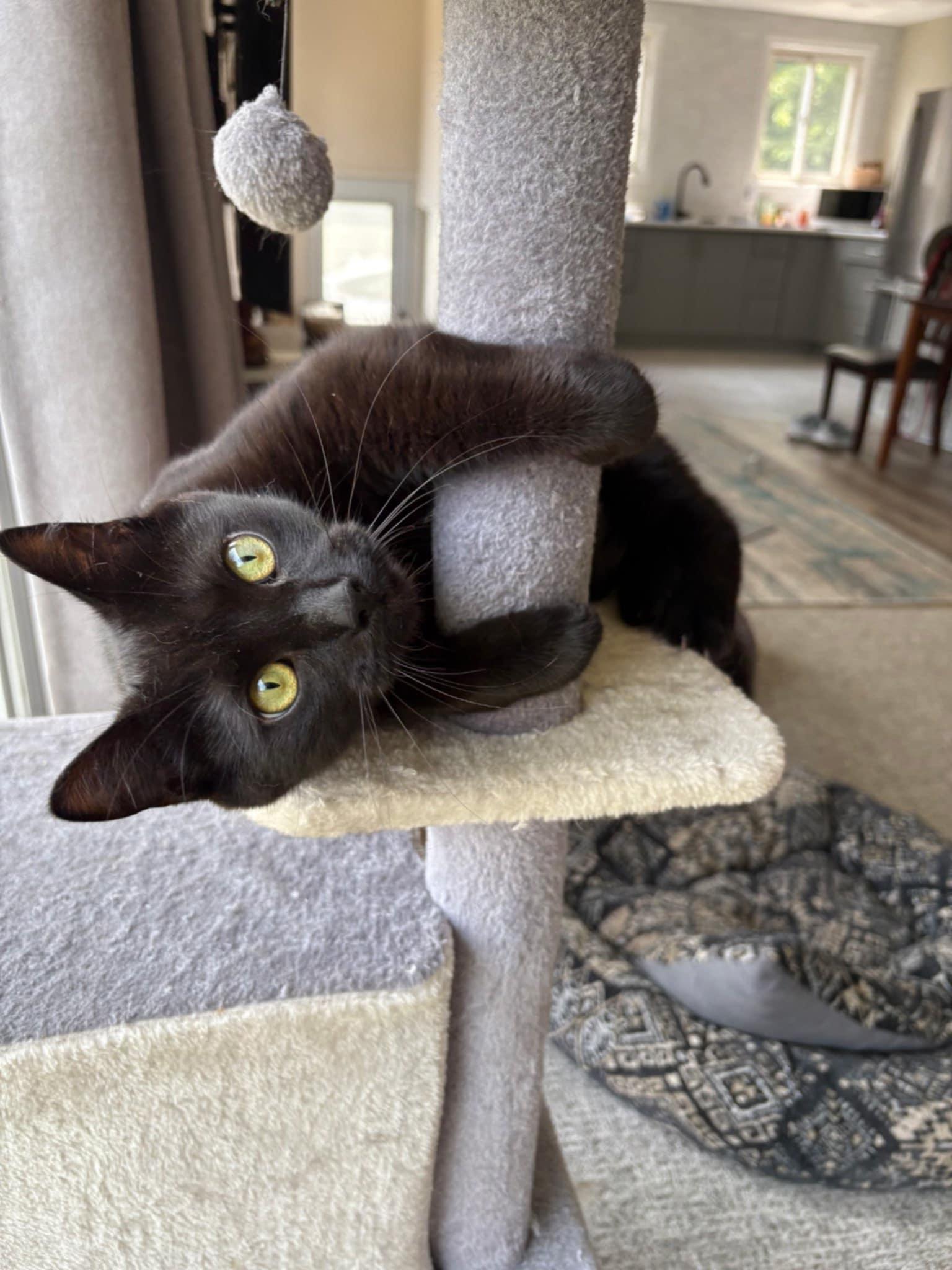 Chou Chou and Sasha, a Adoptable Domestic Short Hair in Fonthill, ON image 5/6