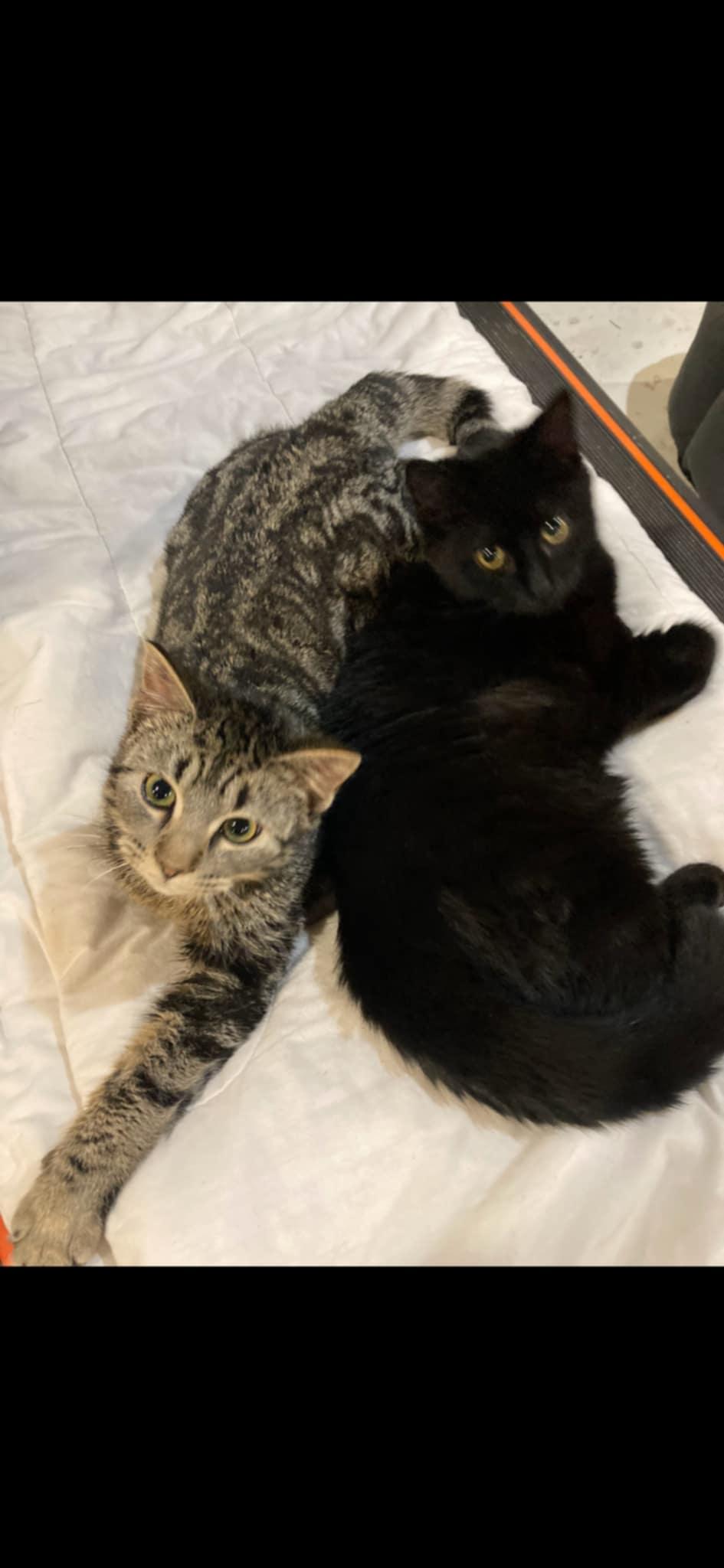 Chou Chou and Sasha, a Adoptable Domestic Short Hair in Fonthill, ON image 6/6