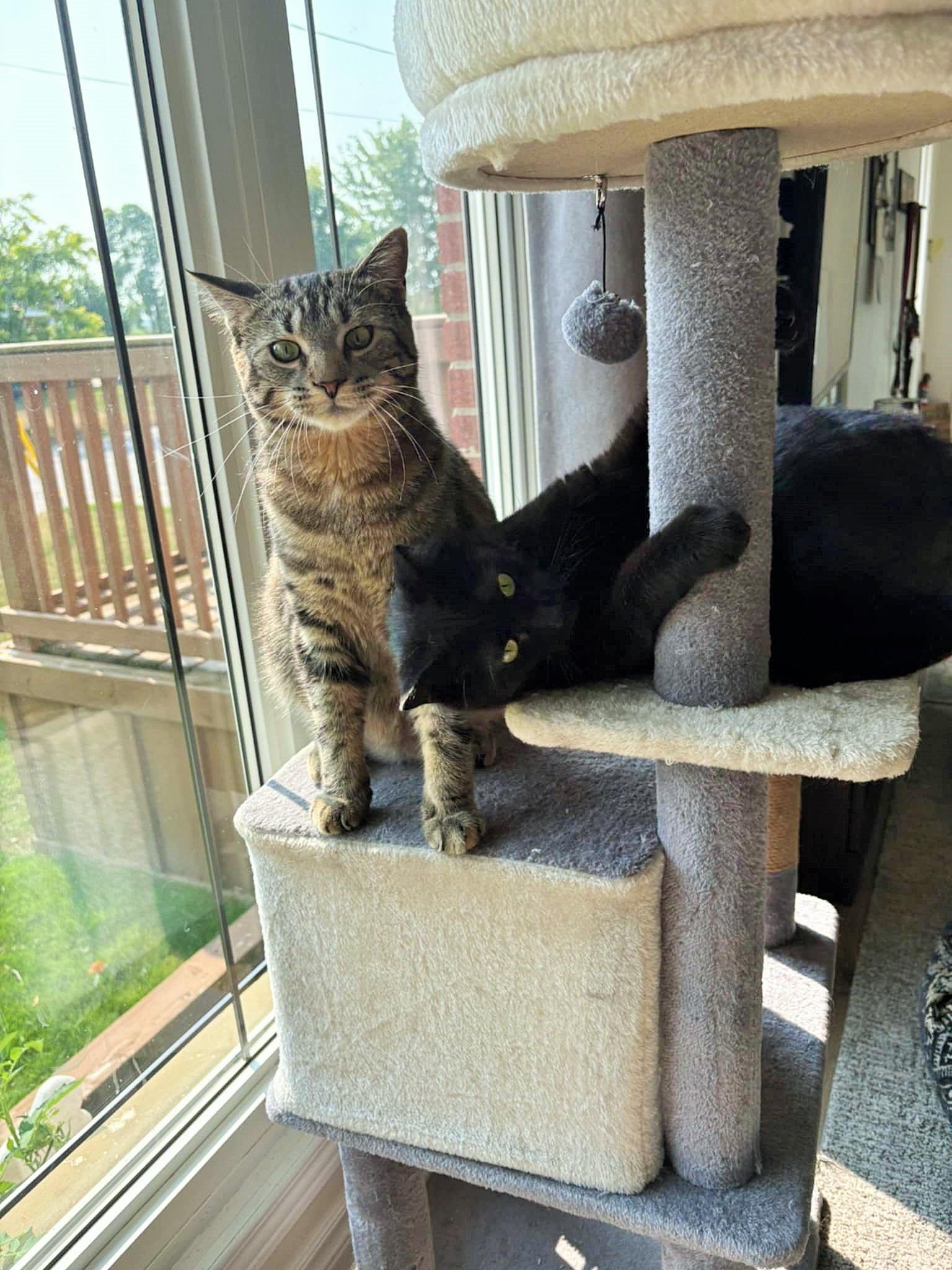 Chou Chou and Sasha, a Adoptable Domestic Short Hair in Fonthill, ON image 1/6