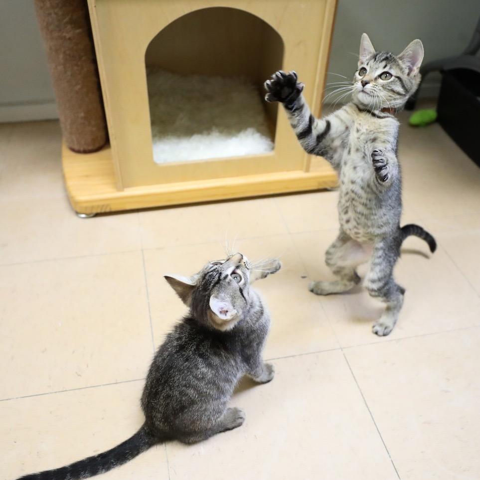 Enlarge Muffin, a Adoptable Domestic Short Hair in Greensboro, GA image 1/3