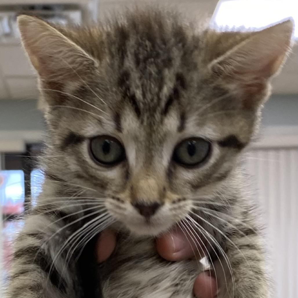 Muffin, Adoptable, Kitten Female Domestic Short Hair.