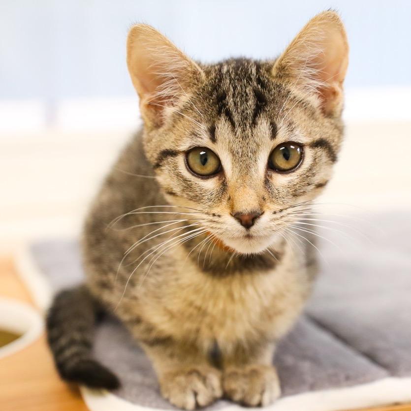 Enlarge Muffin, a Adoptable Domestic Short Hair in Greensboro, GA image 3/3