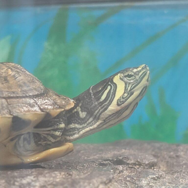 Cyan, Adopted, Young Male Yellow-Bellied Slider.