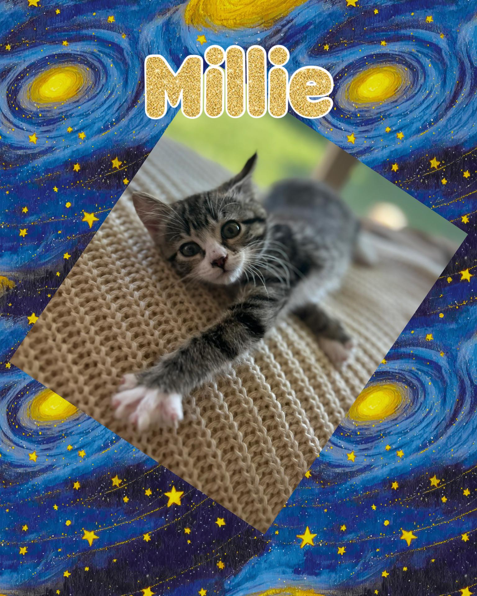 Enlarge Millie, a ADOPTABLE Tabby in Pasco, WA image 2/2