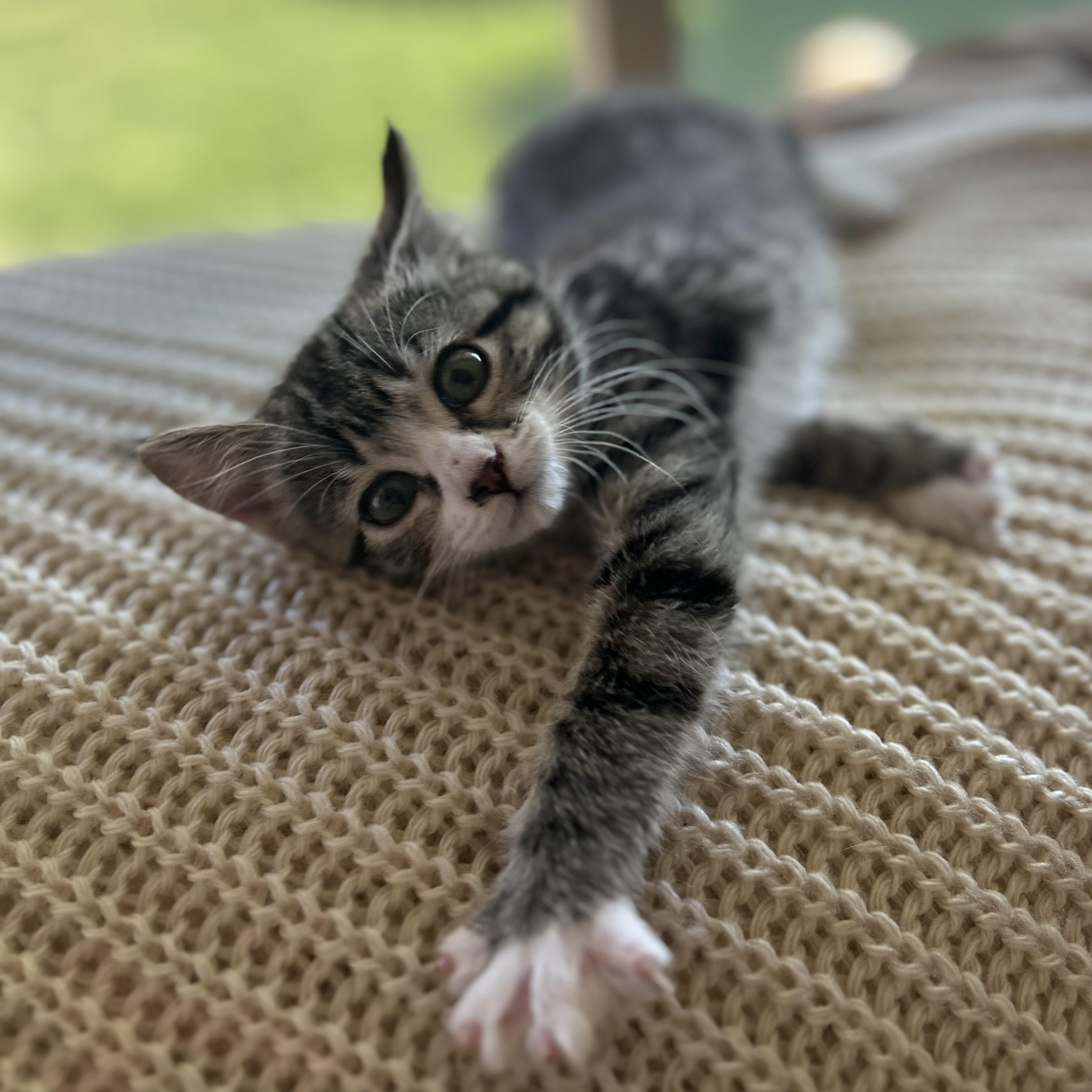 Enlarge Millie, a ADOPTABLE Tabby in Pasco, WA image 1/2
