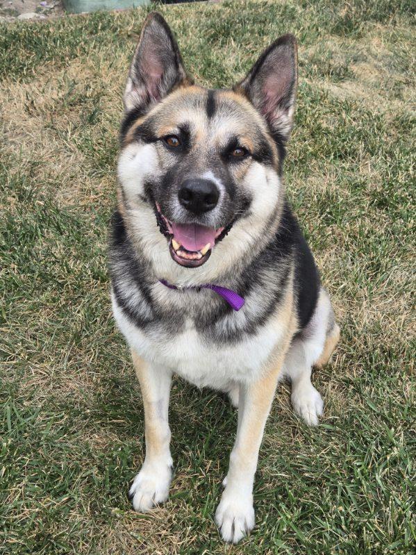Enlarge Wallace, a ADOPTABLE mixed breed in Bay Point, CA image 1/6