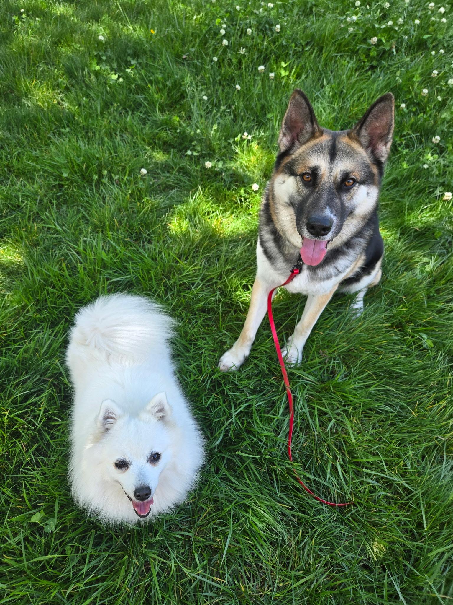 Wallace, a ADOPTABLE mixed breed in Bay Point, CA image 2/6