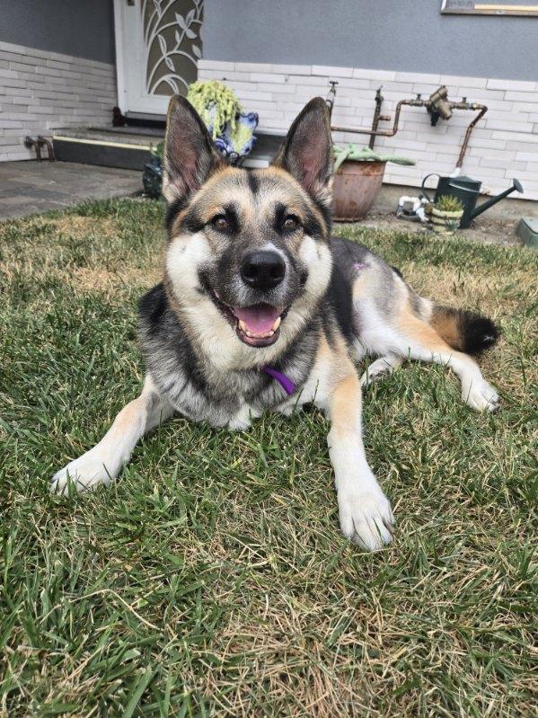 Enlarge Wallace, a ADOPTABLE mixed breed in Bay Point, CA image 6/6
