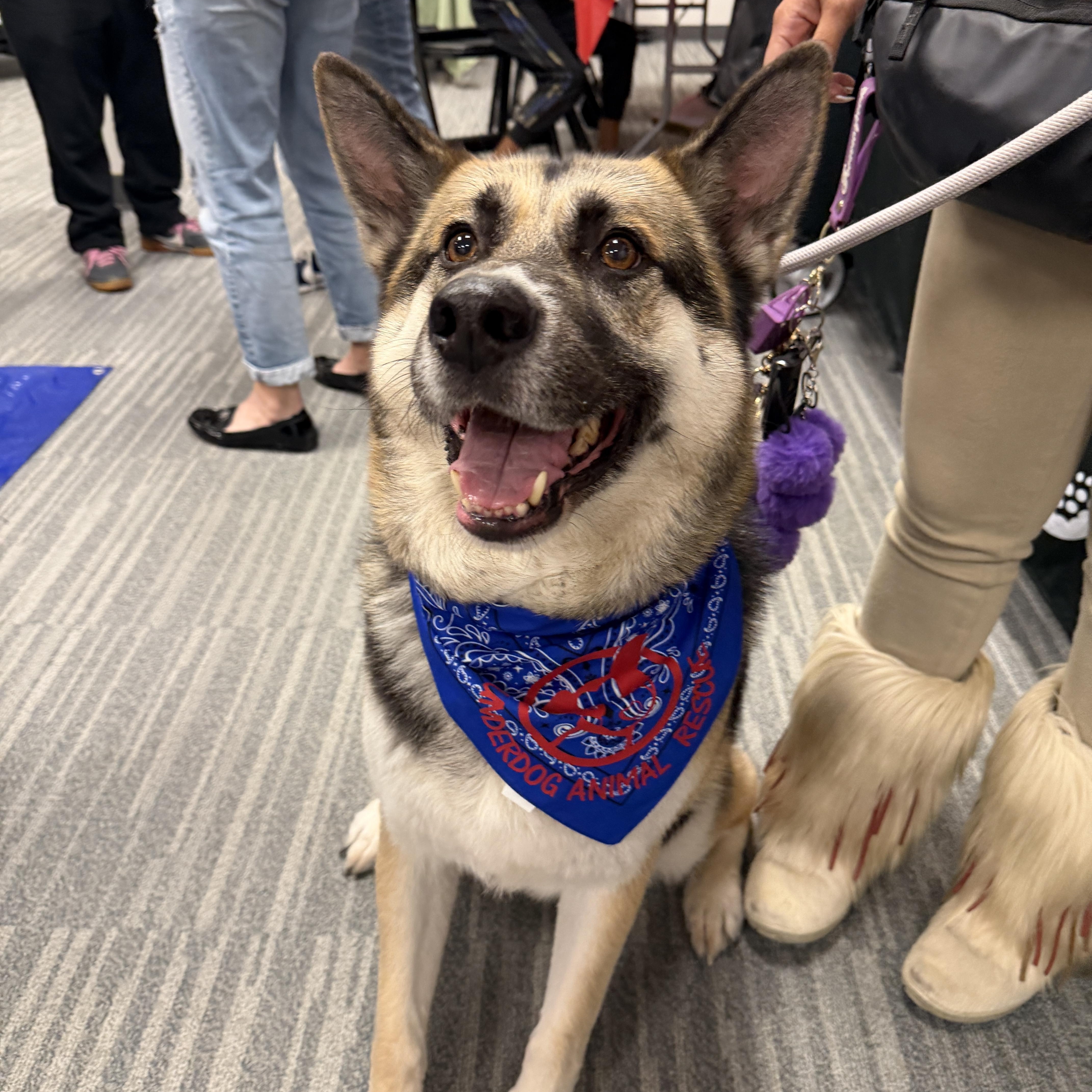 Wallace, ADOPTABLE, Adult Male Shepherd & Husky.