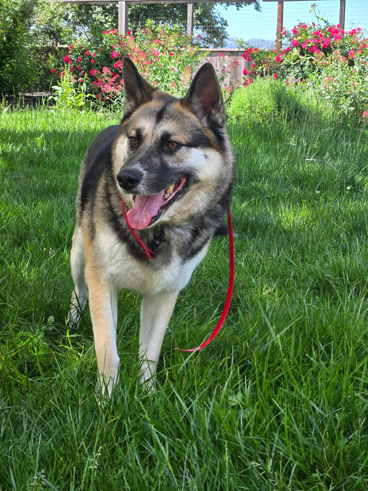 Wallace, a ADOPTABLE mixed breed in Bay Point, CA image 5/6