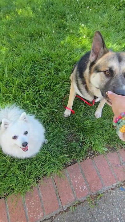Enlarge Wallace, a ADOPTABLE mixed breed in Bay Point, CA video 4/6