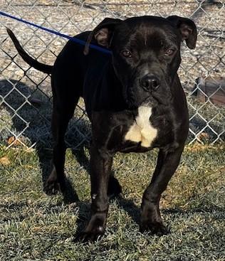 59870431, Adoptable, Adult Male Pit Bull Terrier.