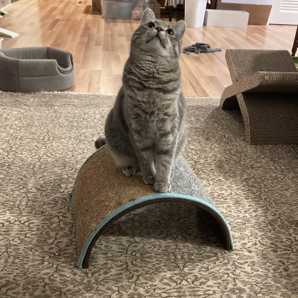 Skye, Adoptable, Adult Female Domestic Short Hair.