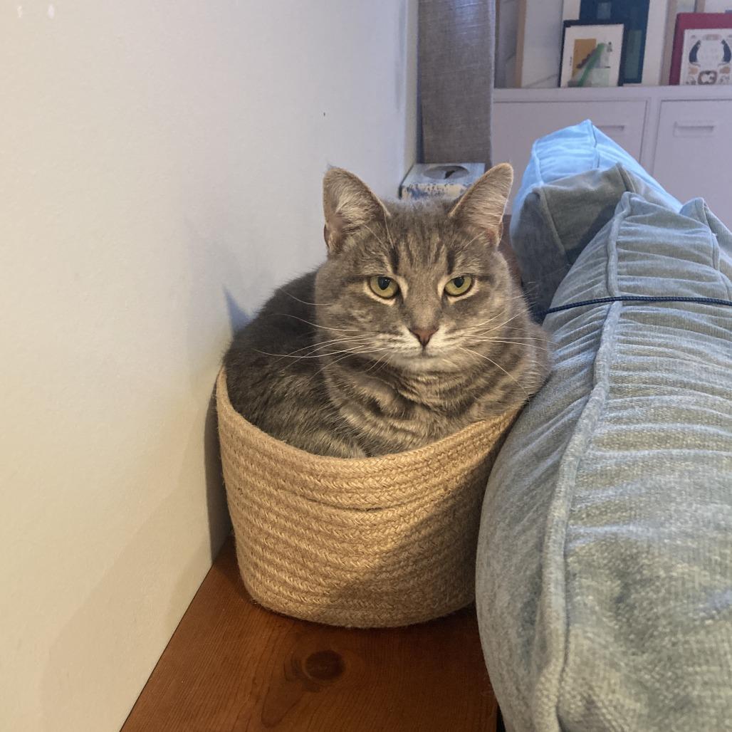 Skye, Adoptable, Adult Female Domestic Short Hair.