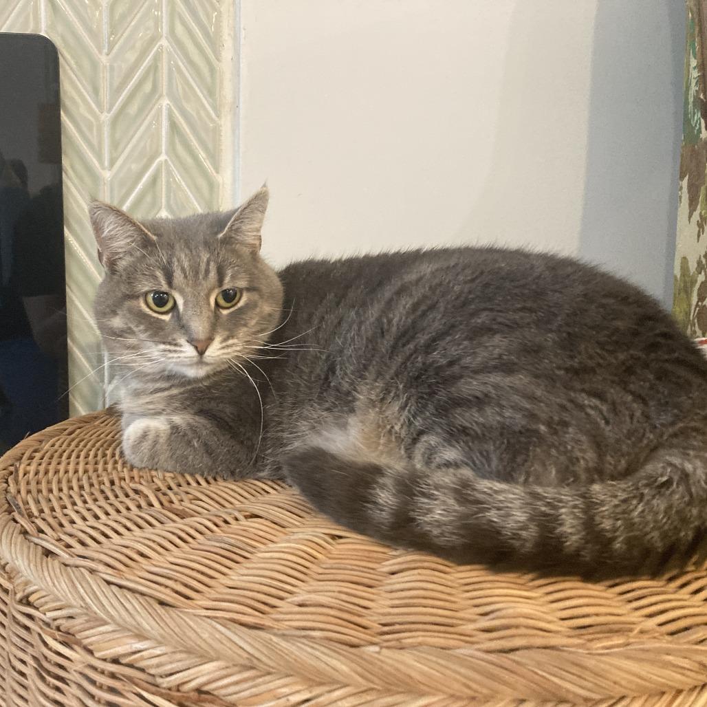 Skye, a Adoptable Domestic Short Hair in Gibsonia, PA image 2/6