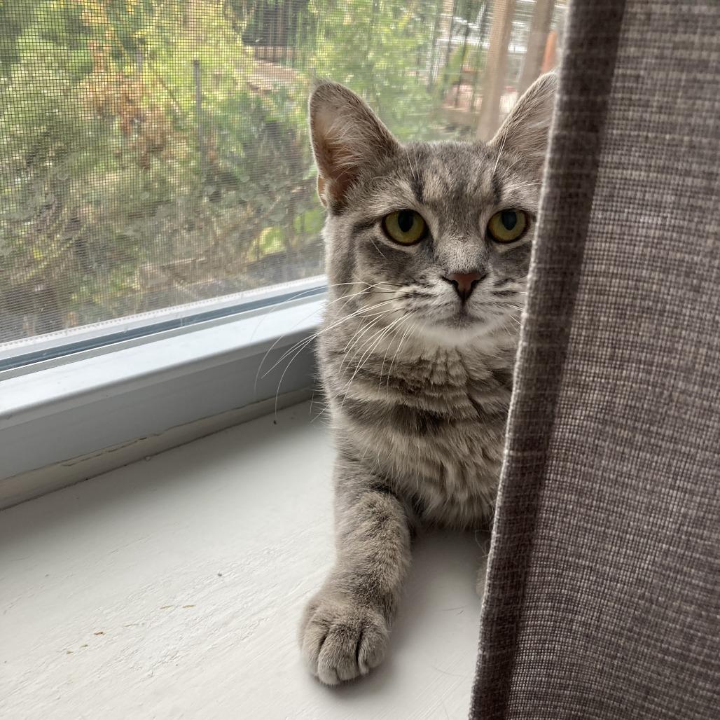 Skye, a Adoptable Domestic Short Hair in Gibsonia, PA image 3/6