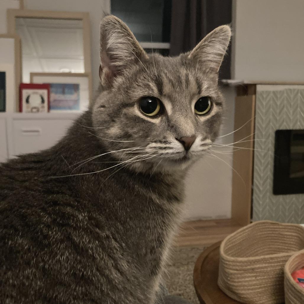 Skye, a Adoptable Domestic Short Hair in Gibsonia, PA image 4/6