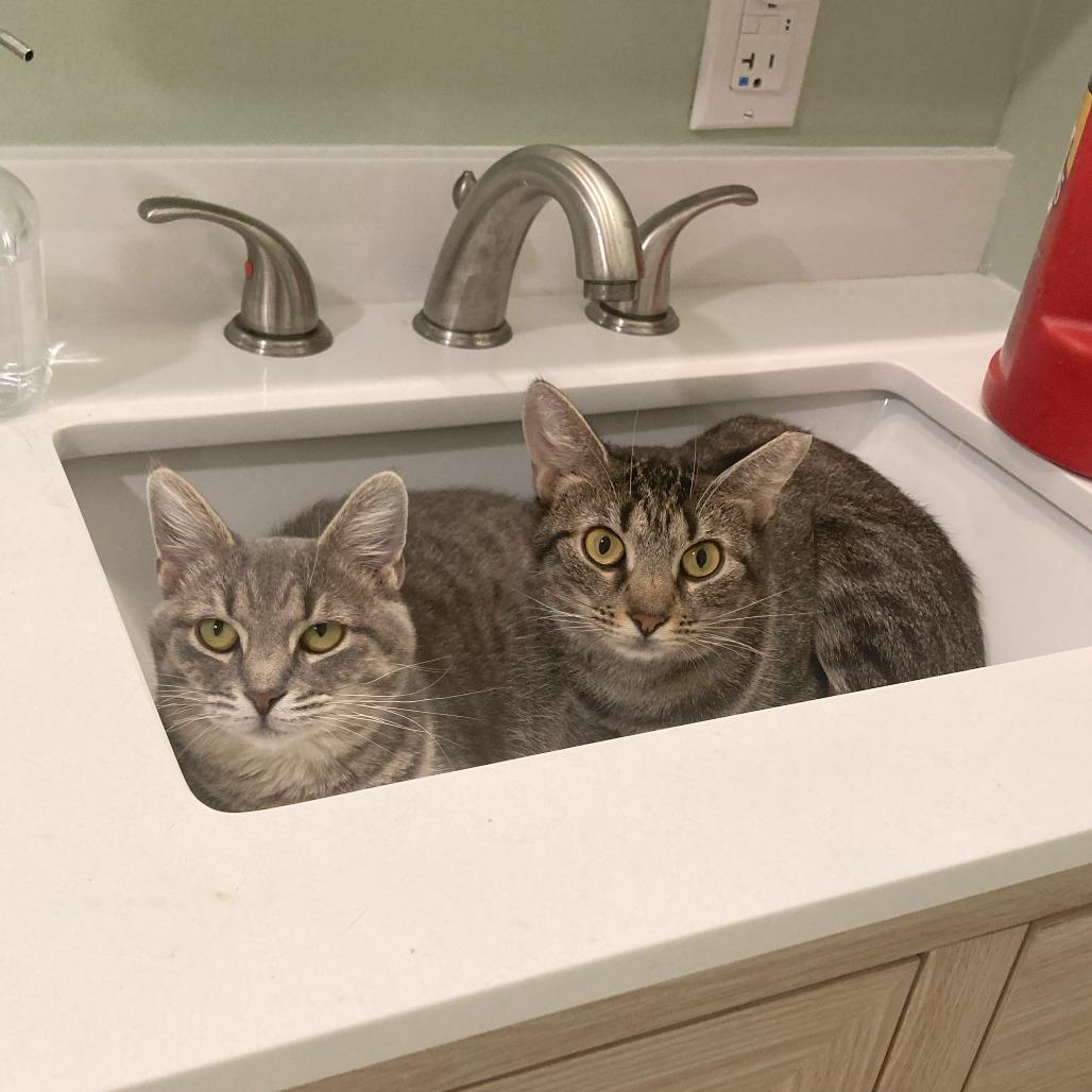 Enlarge Skye, a Adoptable Domestic Short Hair in Gibsonia, PA image 2/6