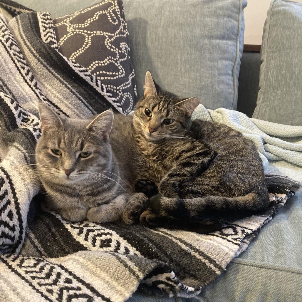 Enlarge Skye, a Adoptable Domestic Short Hair in Gibsonia, PA image 3/6