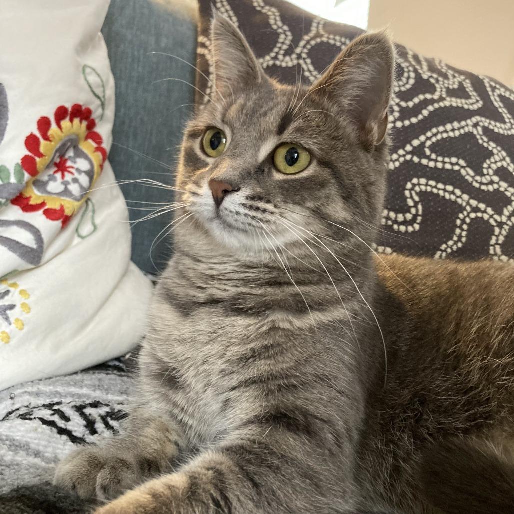 Enlarge Skye, a Adoptable Domestic Short Hair in Gibsonia, PA image 4/6