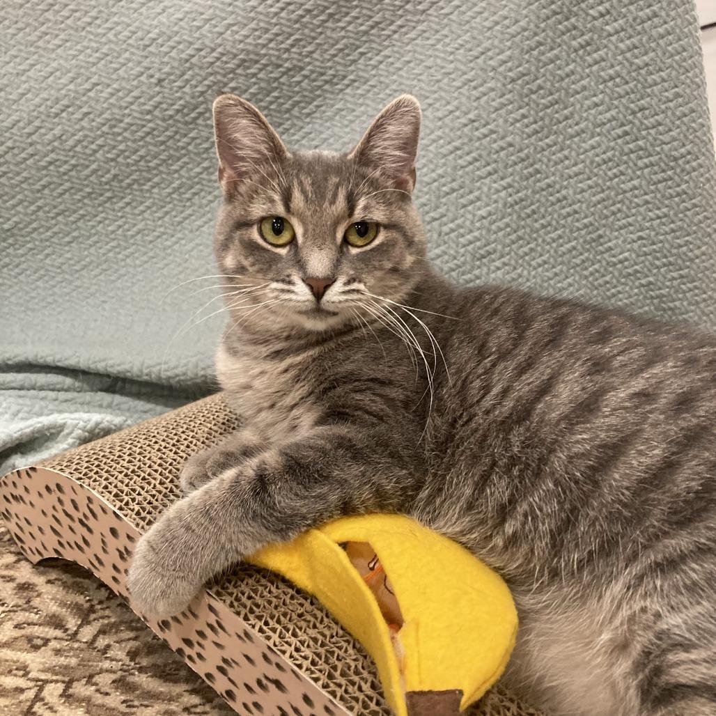 Enlarge Skye, a Adoptable Domestic Short Hair in Gibsonia, PA image 5/6