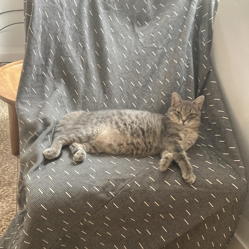 Enlarge Skye, a Adoptable Domestic Short Hair in Gibsonia, PA image 6/6