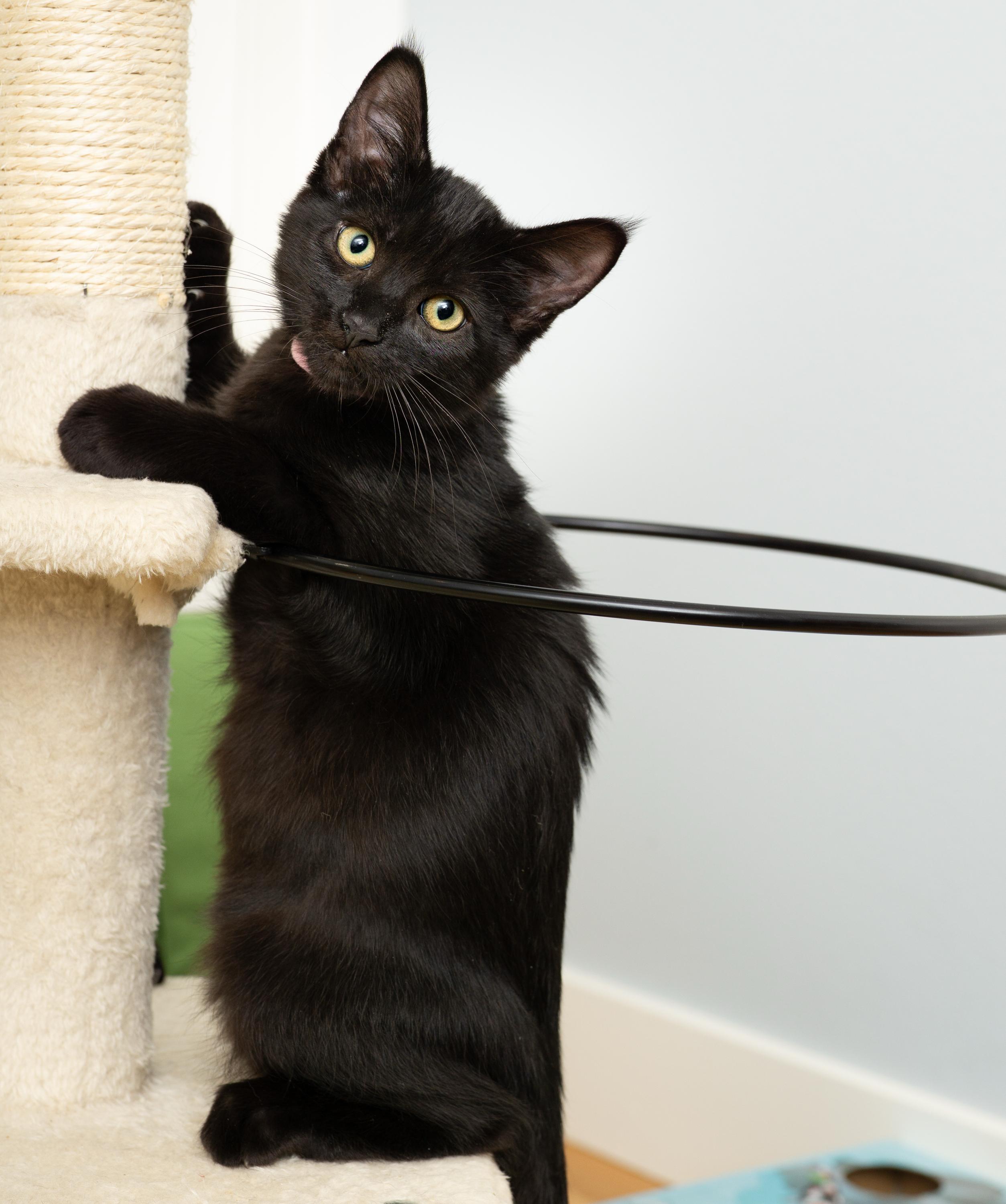 Enlarge Blink and Blank, a Adoptable Domestic Short Hair in Seattle, WA image 4/5
