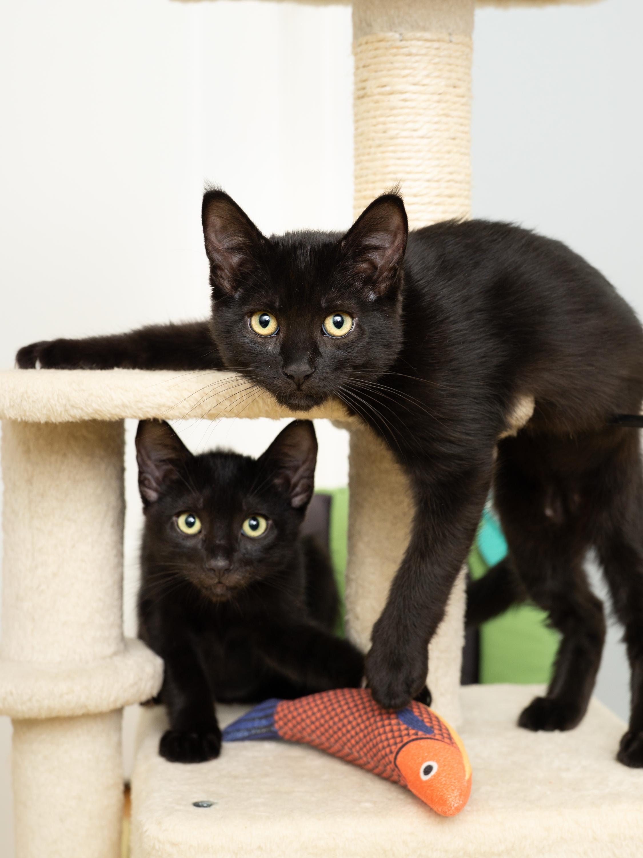 Enlarge Blink and Blank, a Adoptable Domestic Short Hair in Seattle, WA image 5/5