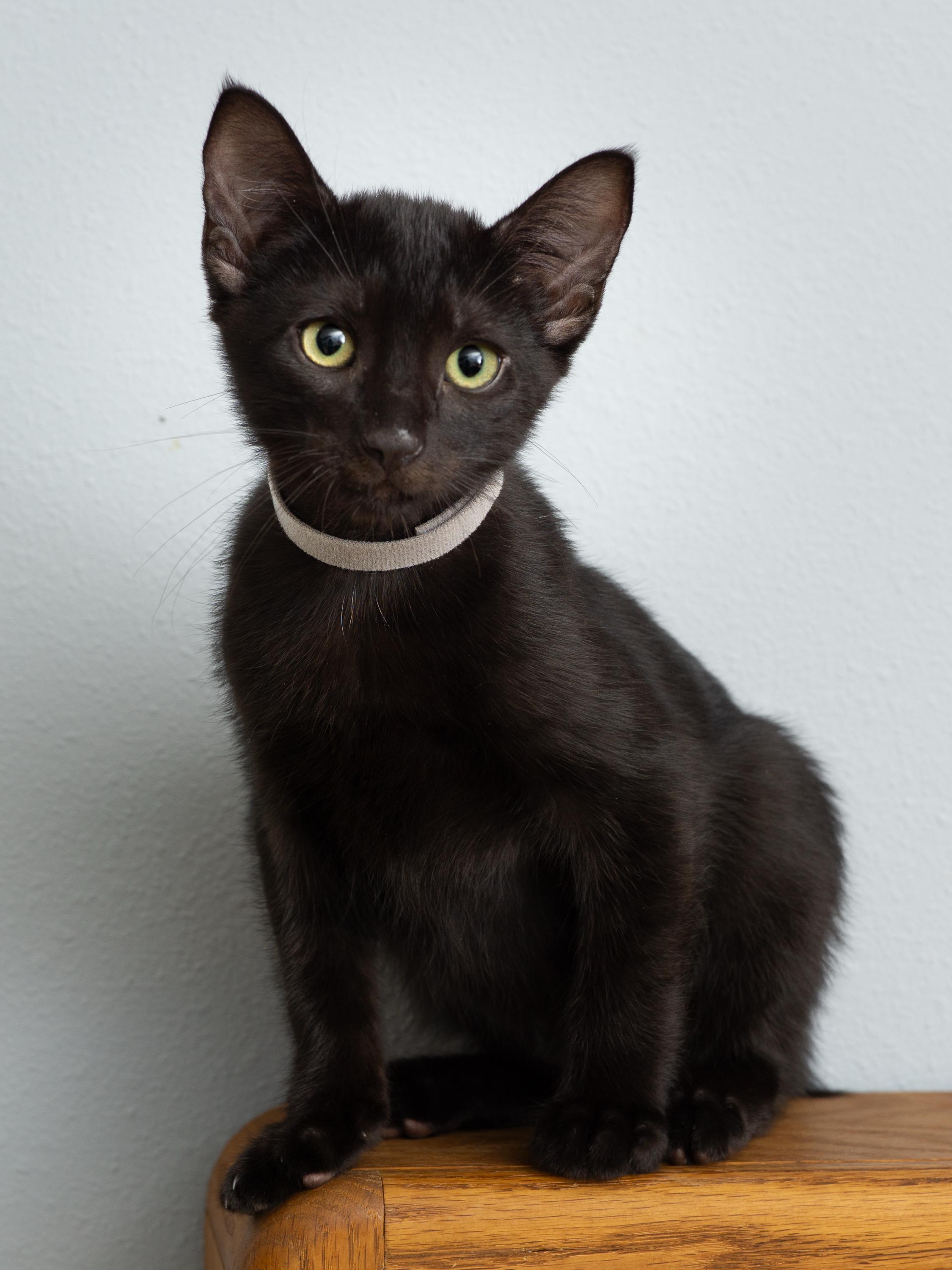 Enlarge Blink and Blank, a Adoptable Domestic Short Hair in Seattle, WA image 3/5