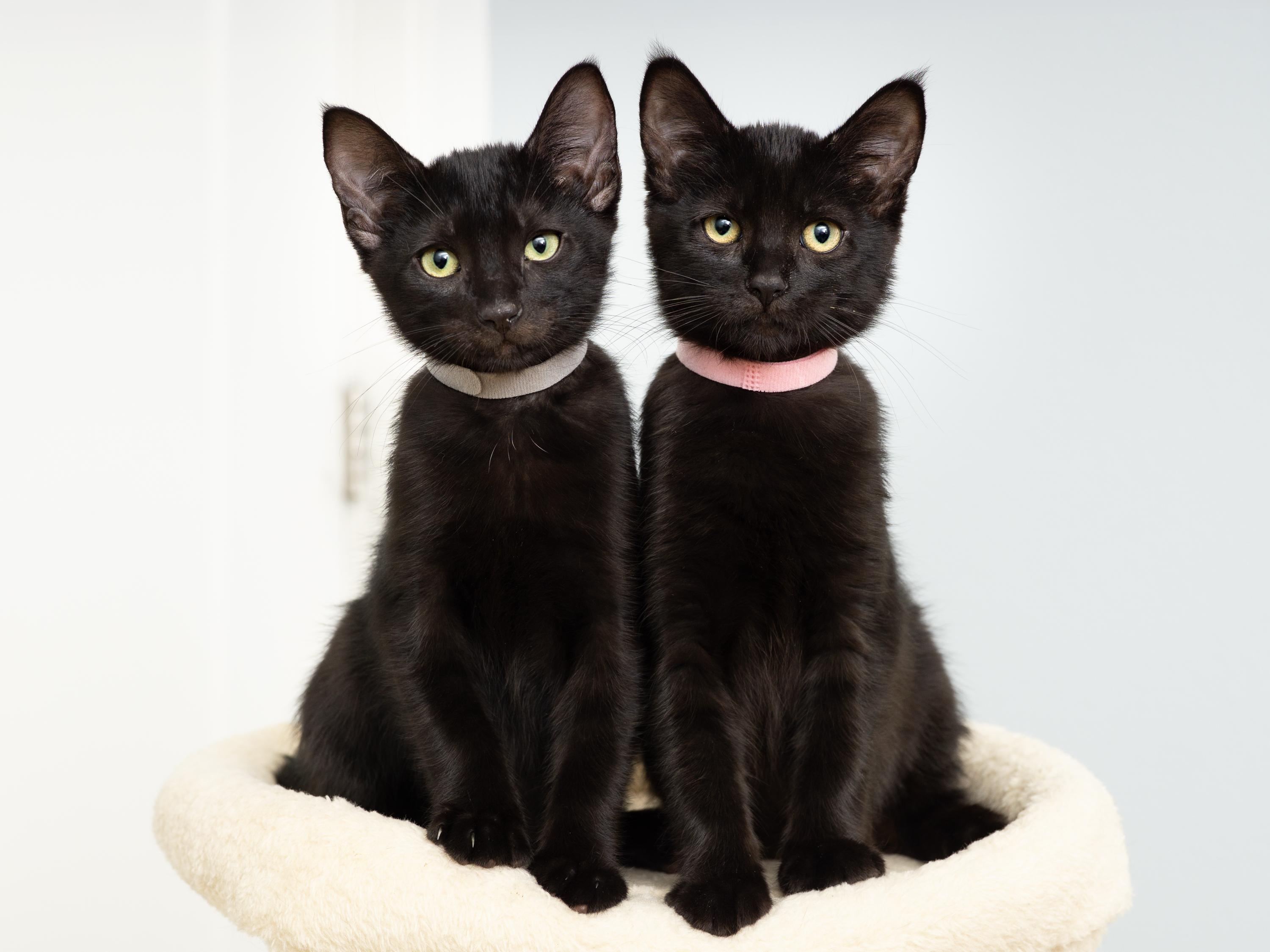 Enlarge Blink and Blank, a Adoptable Domestic Short Hair in Seattle, WA image 1/5