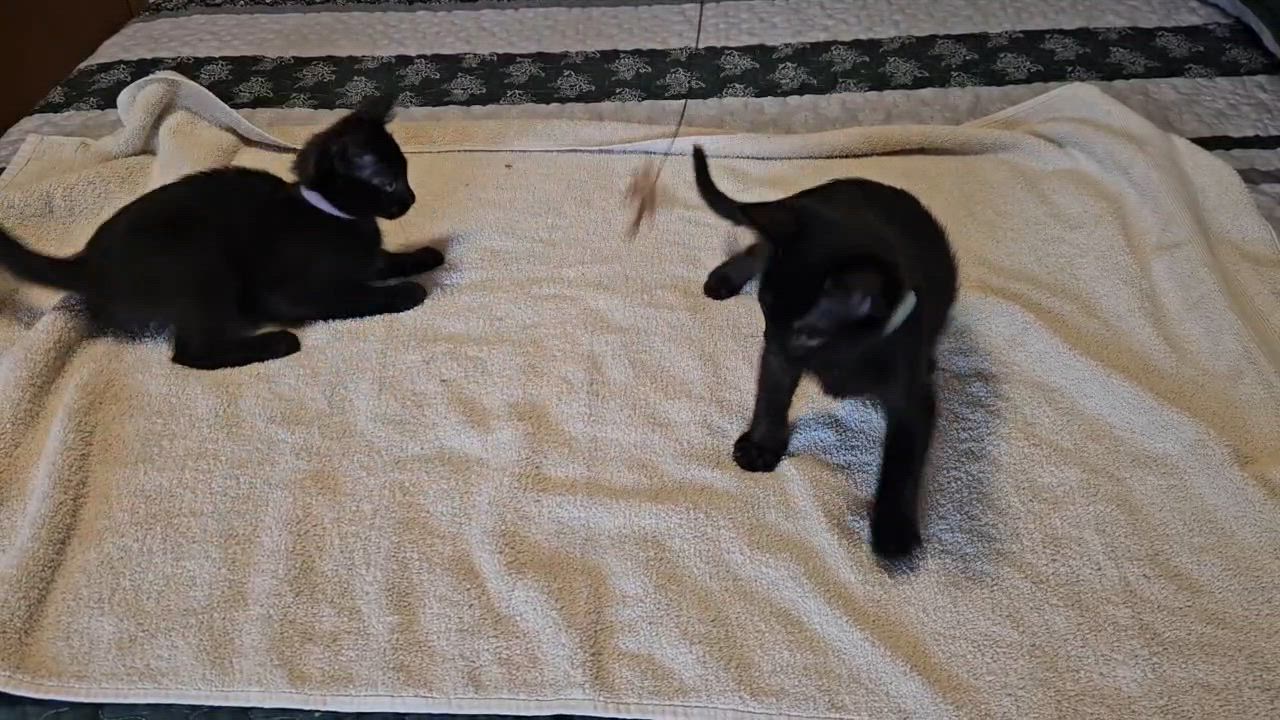 Enlarge Blink and Blank, a Adoptable Domestic Short Hair in Seattle, WA video 2/5