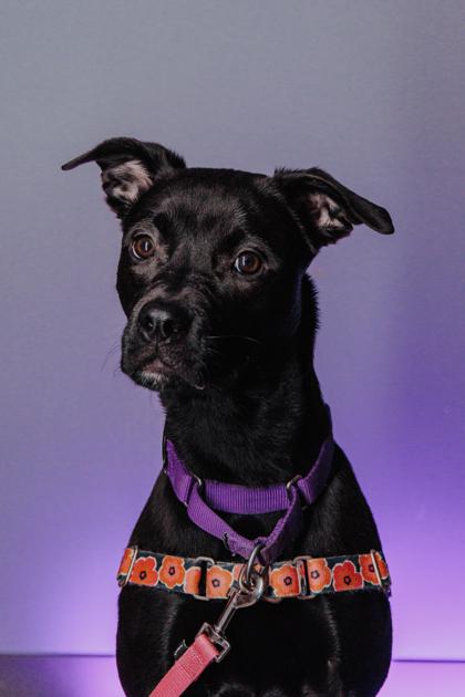 Enlarge Stormy, a Adoptable mixed breed in Elmira, NY image 1/3